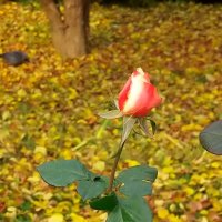 В осеннем саду :: Елена 