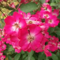 Сад опустел и только эти розы всё ещё цветут :: Елена Сад опустел и только эти розы всё ещё цветут :: Елена