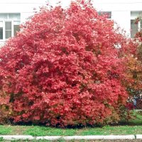 Куст калины :: Galina Solovova Куст калины :: Galina Solovova