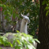 В зоопарке :: Татьяна Тюменка