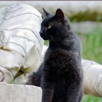 Незнакомка :: Светлана Ищенко