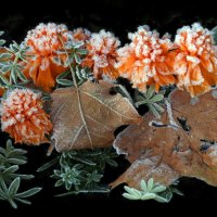 Октябрь :: Михаил Бибичков