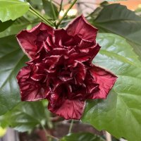 Гибискус :: Дмитрий Никитин