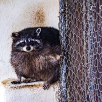 енот Клайд :: petyxov петухов