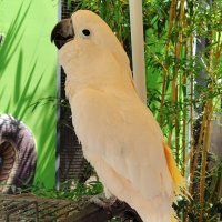 Белый попугай :: Евгений Васильев