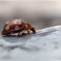 Последние (осенние) букашки 2025 . . :: AZ east3