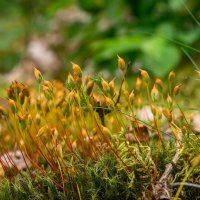 Кукушкин лён... :: Николай Гирш