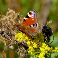 опять бабочки 8 :: Александр Прокудин опять бабочки 8 :: Александр Прокудин