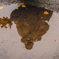 Отражении осеннее :: Светлана Никитина Отражении осеннее :: Светлана Никитина