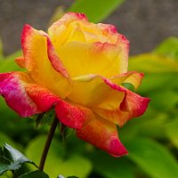 Роза в октябре. :: Милешкин Владимир Алексеевич Роза в октябре. :: Милешкин Владимир Алексеевич