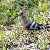 Удод. :: Alexander Amromin Удод. :: Alexander Amromin