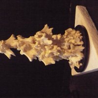 "СТАЯ"  (костная пластика) :: Валерий Кокорев