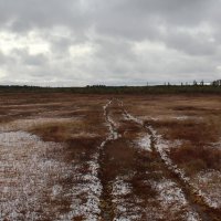 Нарымские болота-4 :: Сергей Никифоров