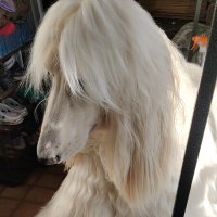 собака :: Константин 