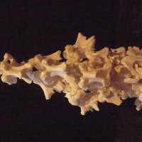 "СТАЯ" (костная пластика) :: Валерий Кокорев