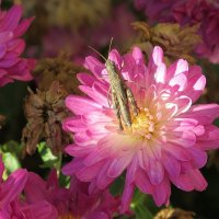 В цветке сидел кузнечик ...))) :: Natali 