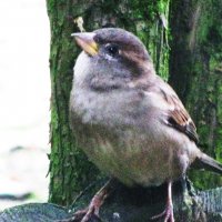 А где корм? :: Людмила Смородинская А где корм? :: Людмила Смородинская