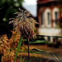 Камыш :: Юрий Гайворонскiий