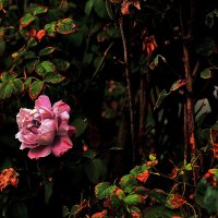 Роза :: Юрий Гайворонскiий Роза :: Юрий Гайворонскiий