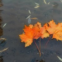 Тихо уплывает осень. :: Татьяна Помогалова