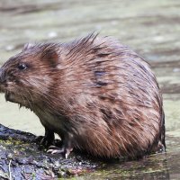 Ондатра :: Лина Ондатра :: Лина