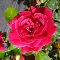 Цветы. :: Владимир Драгунский Цветы. :: Владимир Драгунский