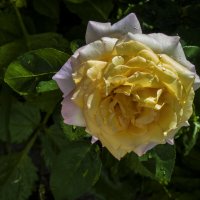 Глория  Дей :: Валентин Семчишин