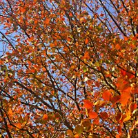 Осеннее небо :: Елена Семигина