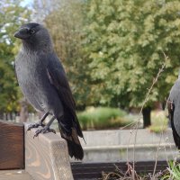 Галки в туристической зоне :: Рита Симонова Галки в туристической зоне :: Рита Симонова