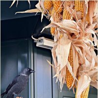 Галка с кукурузой. :: Валерия Комова Галка с кукурузой. :: Валерия Комова