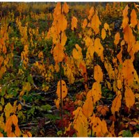 Осенняя мозаика :: Aleksandr Gal Осенняя мозаика :: Aleksandr Gal