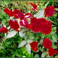 Цветы октября :: Ольга Довженко