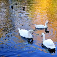 Пруд в парке "Сад будущего" :: Ольга Довженко