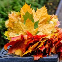 Осенний Букет для Татьяны Помогаловой :: Анатолий Колосов