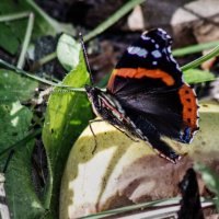 Обед :: sorovey Sol