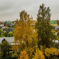 Контрас в окраске берёз. :: Петр Беляков