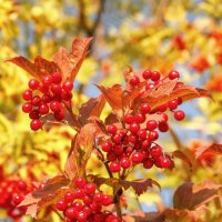 Осень :: Владимир Колесников Осень :: Владимир Колесников