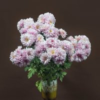 Хризантемы :: Светлана Ищенко