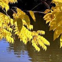 В осеннем парке благодать. Слетают листья друг за другом, Я им протягиваю руку, :: "The Natural World" Александер