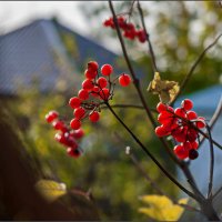 Октябрь, калина :: Наталья Rosenwasser