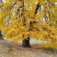 Осень в октябре :: Надежда 