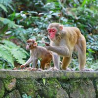 Щас позвоню ... :: Andrey Bragin 