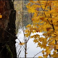 Краски осени 3 :: Сергей Премонишын