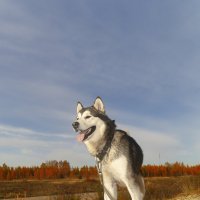 Ярик. :: leff Postnov