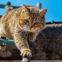 Спускаться труднее :: Владимир Иванович