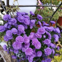 Хризантемы :: Татьяна Пальчикова