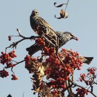 Скворушки :: Зоя Мишина