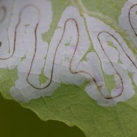 Что написано пером... :: Владилен Панченко