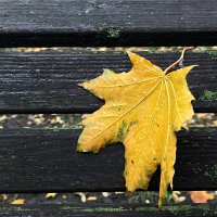 Осенние моменты :: Sergei Vikulov