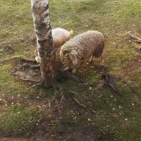 Были гусь и голубь, а теперь баран и козёл, ну и птицы тоже. :: Лилия *